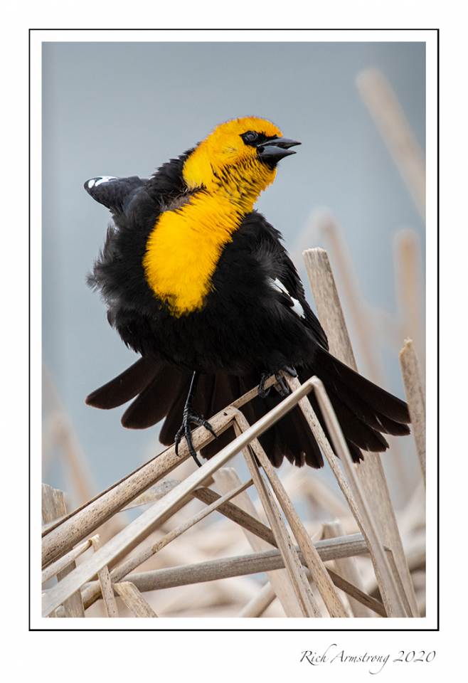 yellow-headed blackbird 4f copy.jpg